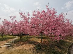 -天适樱花悠乐园