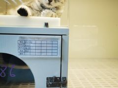 -lincat·猫舍(广州店)