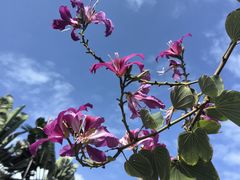 -三亚南山文化旅游区