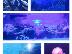 -成都浩海立方海洋公园