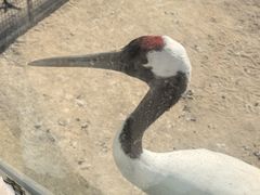 -盐城丹顶鹤湿地生态旅游区
