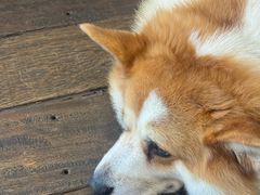 -肥朵食堂(带梦胡同店)