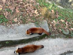 -都江堰中华大熊猫苑