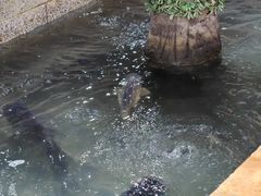 -高家小院铁锅炖大鹅(哈西高铁站店)