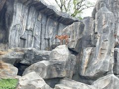 -武汉动物园