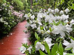 -铁山坪森林公园