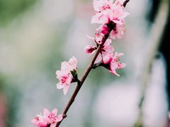 -橘子洲景区