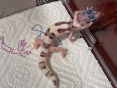 -酷以爬仙阁实体爬宠店·守宫·蜥蜴·专业繁育