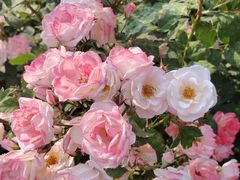 -人民公园(罗湖区)