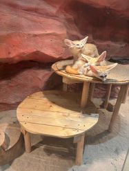 -Zoolung Zoolung动物主题公园(海信广场店)