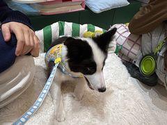 -帕帕拉兹宠物(亚洲旗舰店)