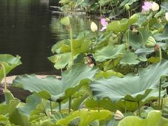 -莲花池公园