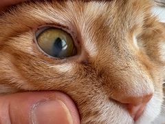 -达爱动物医院·犬猫分区·CT·复杂眼科(远洋山水分院)