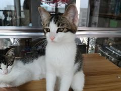 -宠颐生宠物医院·心肾内科·猫专科诊疗中心宠巢店