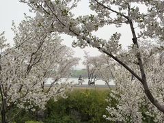 -羊山湖公园