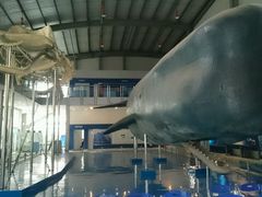 -上海海洋大学鱼文化博物馆(军工路校区)