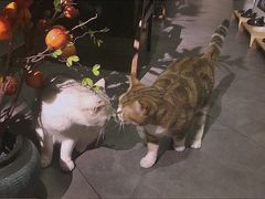 -咖法森林·咖啡  酒吧(天河店)