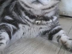 android_upload_pic-海边的猫和咖啡馆