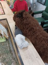 -神奇动物撸宠馆·羊驼·小浣熊·异宠(豫园店)