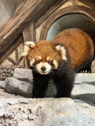 -Zoolung Zoolung动物主题公园(海信广场店)