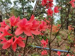 -雨花胜境