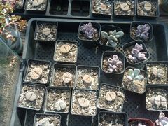 -龙大花卉苗木市场