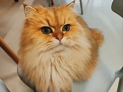 -豆逗聊愈猫阁Easy Life