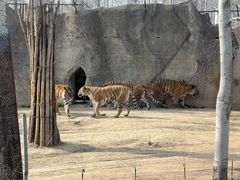 -秦皇岛野生动物园
