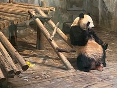 -深圳野生动物园