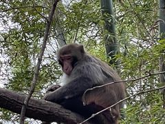 -旺山·浪头人家