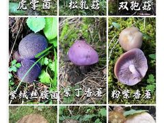 -南山牧场西白杨沟景区