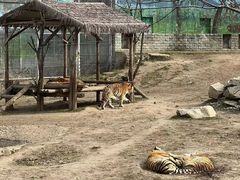 -西安秦岭野生动物园