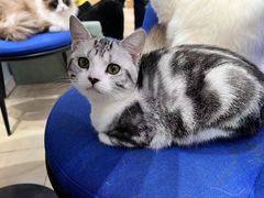 -老吴的猫·猫舍(新区店)