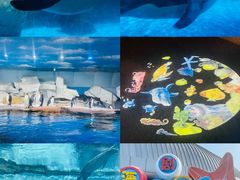 -海合安武汉极地海洋公园