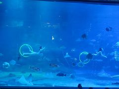 -烟台海昌鲸鲨海洋公园