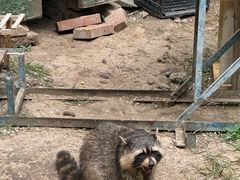 -青藏高原野生动物园