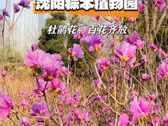 -长白岛森林公园