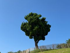 -小麦岛公园