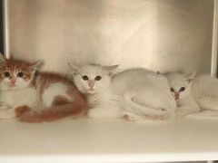 -萌兽医馆·犬猫专科·眼科中心·宠物医院(朝阳门分院)