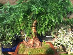 -秦美花卉(天朗·莱茵小城2期店)