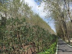 -合肥滨湖国家森林公园