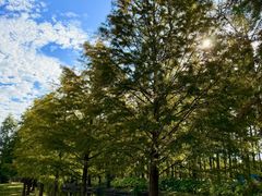 -黄海国家森林公园