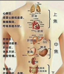 -香薇妮丝·定制减肥·身材管理