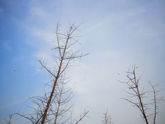 -洨河生态公园