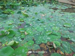 -陶辛水韵