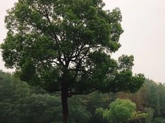 -上海滨江森林公园