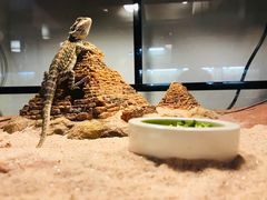 -灵龟之家百象馆(百象馆联合旗舰店)
