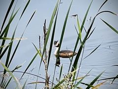 -野鸭湖国家湿地公园