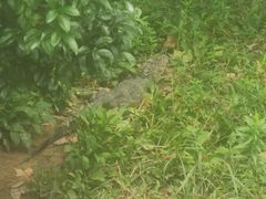 -中国扬子鳄村