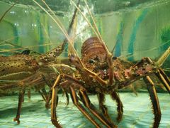 -新海利海鲜城·41年珠海老字号(夏湾店)